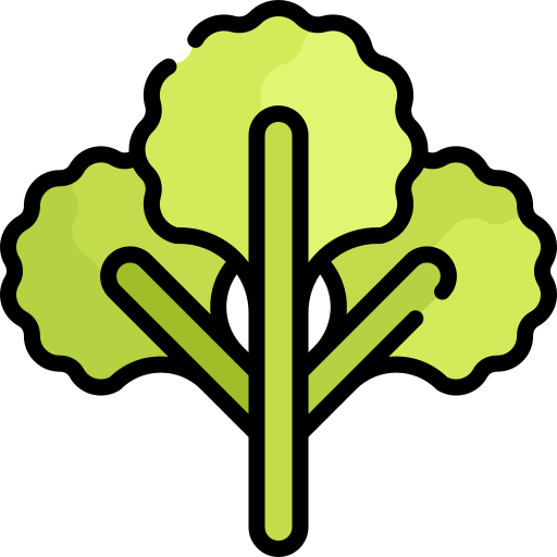 Cilantro